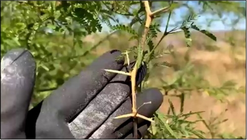 Mesquite thorns can vary in size from small